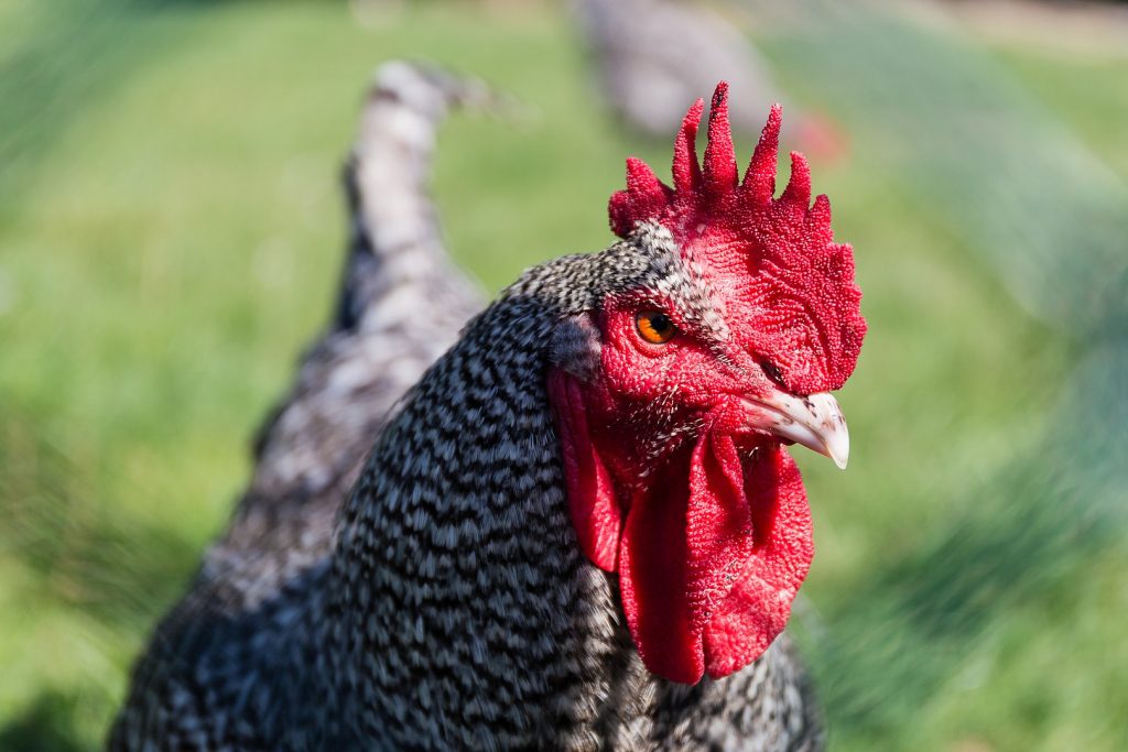 œufs de poule