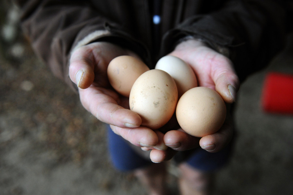 œufs de poule